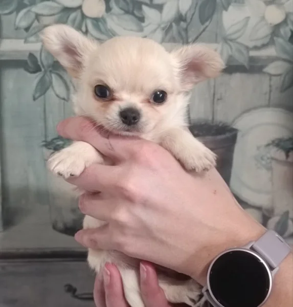 Čivava dlouhosrstá s PP