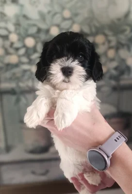 Havanský psík s PP