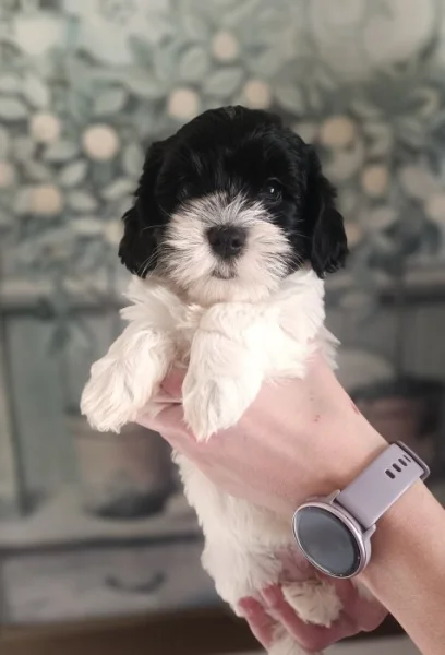 Havanský psík s PP