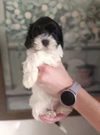 Havanský psík s PP