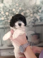 Havanský psík s PP