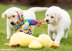 LABRADOR RETRIEVER – holčička a klučík právě k odběru