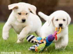 LABRADOR RETRIEVER – holčička a klučík právě k odběru