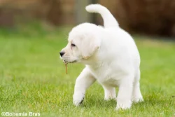 LABRADOR RETRIEVER – holčička a klučík právě k odběru