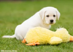 LABRADOR RETRIEVER – holčička a klučík právě k odběru