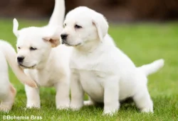 LABRADOR RETRIEVER – holčička a klučík právě k odběru