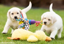 LABRADOR RETRIEVER – holčička a klučík právě k odběru