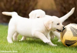 LABRADOR RETRIEVER – holčička a klučík právě k odběru
