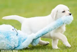 LABRADOR RETRIEVER – holčička a klučík právě k odběru