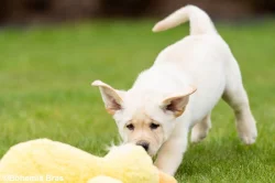 LABRADOR RETRIEVER – holčička a klučík právě k odběru