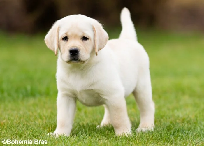 LABRADOR RETRIEVER – holčička a klučík právě k odběru