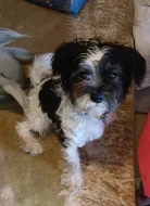 Ťapka hledá nutni domov