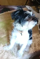 Ťapka hledá nutni domov