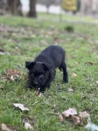 Štěně kříženec