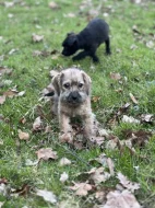 Štěně kříženec