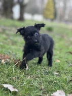 Štěně kříženec