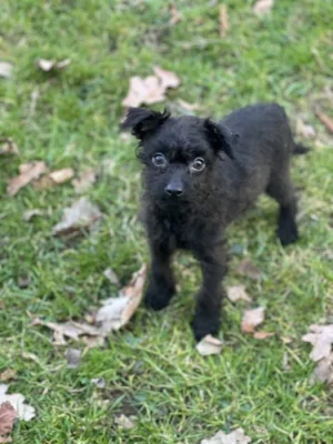 Štěně kříženec