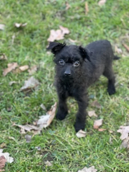 Štěně kříženec