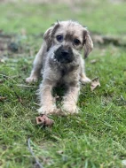 Štěně kříženec