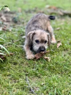 Štěně kříženec