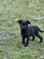 Štěně kříženec