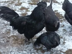 Ayam Cemani NV i kuřata