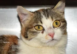 Našla se kočka v Homolích