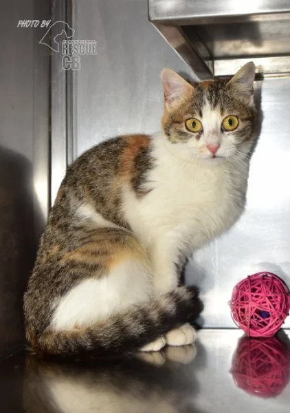 Našla se kočka v Homolích