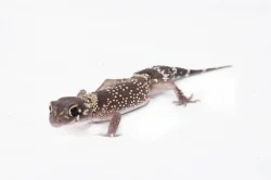 Výprodejová akce mláďat – Underwoodisaurus milii – Pagekon miliův