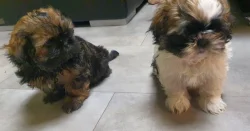 Roztomilá štěňátka shih-tzu hledají nový domov
