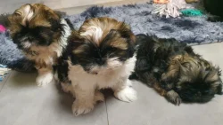 Roztomilá štěňátka shih-tzu hledají nový domov