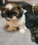 Roztomilá štěňátka shih-tzu hledají nový domov