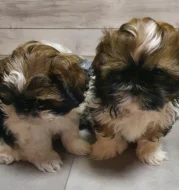 Roztomilá štěňátka shih-tzu hledají nový domov