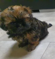 Roztomilá štěňátka shih-tzu hledají nový domov