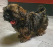 Roztomilá štěňátka shih-tzu hledají nový domov