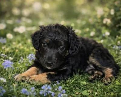 Poslední fenečka Yorkipoo, 8 týdnů 🐾