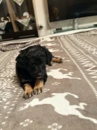 Poslední fenečka Yorkipoo, 8 týdnů 🐾