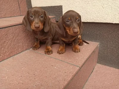 Jezevčík hladkosrstý trpasličí bez PP