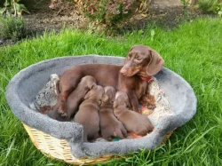 Jezevčík hladkosrstý trpasličí bez PP