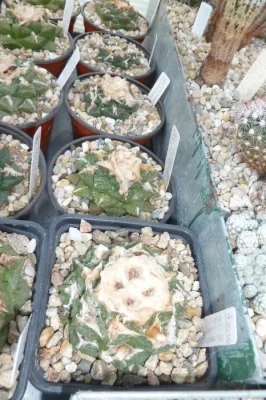 Nabízím ke koupi moji kolekci Ariocarpusů