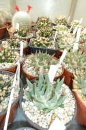 Nabízím ke koupi moji kolekci Ariocarpusů