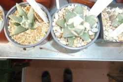 Nabízím ke koupi moji kolekci Ariocarpusů