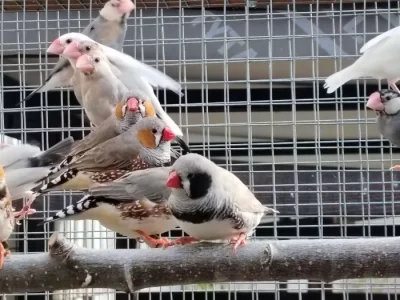 Zebřička pestrá prodám