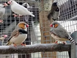 Zebřička pestrá prodám