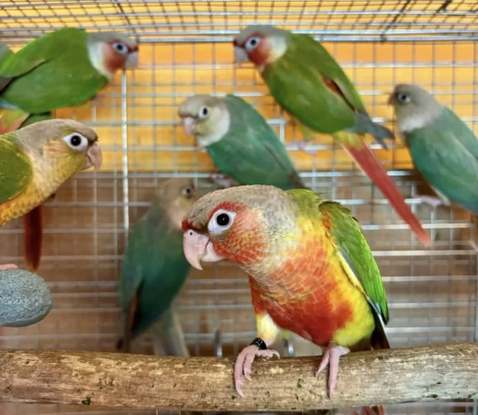 Pyrury ručně dokrmené