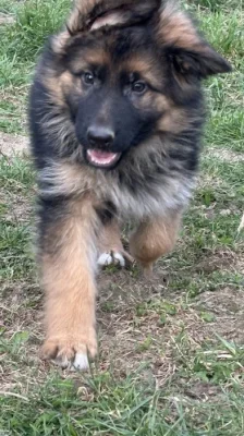 německý ovčák s PP černá se znaky