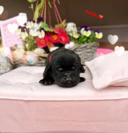 REZERVACE LABRADORSKÝ Retriever s PP