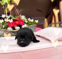 REZERVACE LABRADORSKÝ Retriever s PP