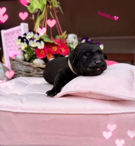 REZERVACE LABRADORSKÝ Retriever s PP