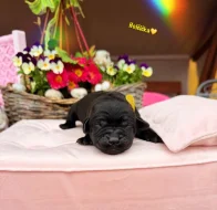 REZERVACE LABRADORSKÝ Retriever s PP